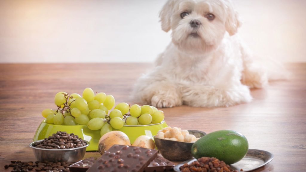 Os objetos mais perigosos para pets que todo tutor deve evitar