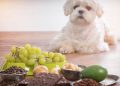 10 alimentos perigosos que você jamais deve deixar seu cachorro provar