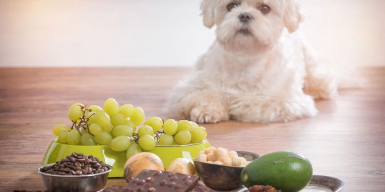 10 alimentos perigosos que você jamais deve deixar seu cachorro provar