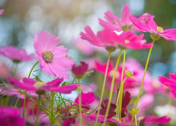 Quais flores plantar em julho? Veja as melhores opções para florir no outono