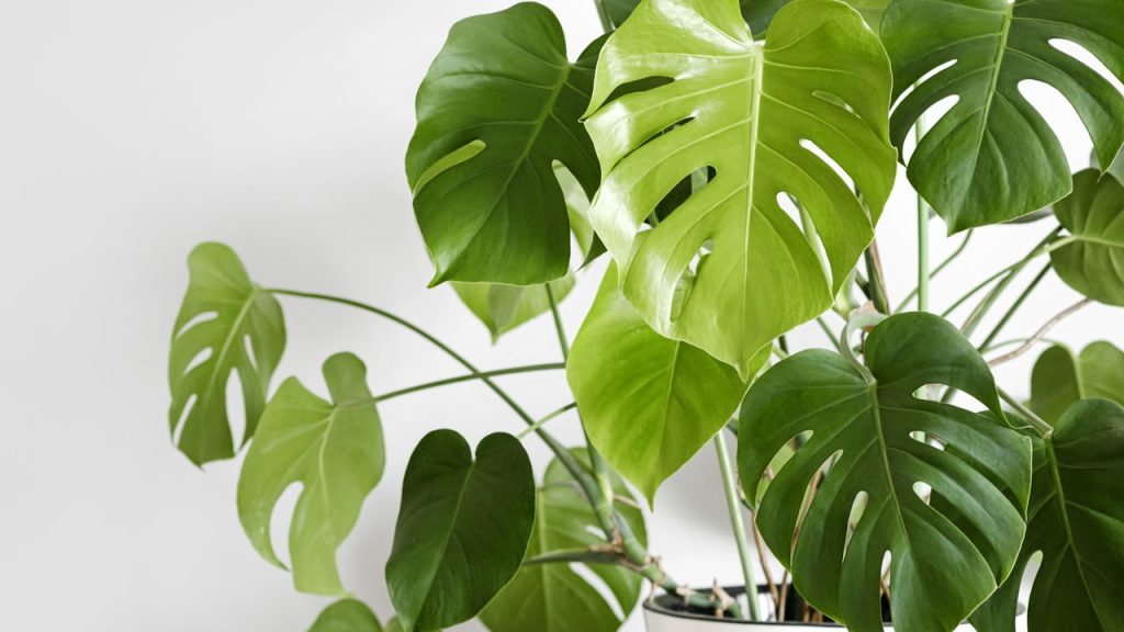 Plantas