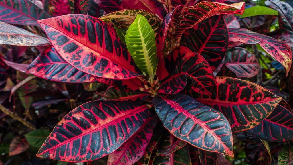 Plantas