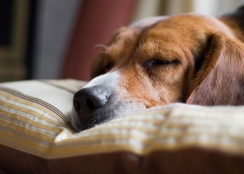 O verdadeiro motivo por que os cães giram antes de deitar