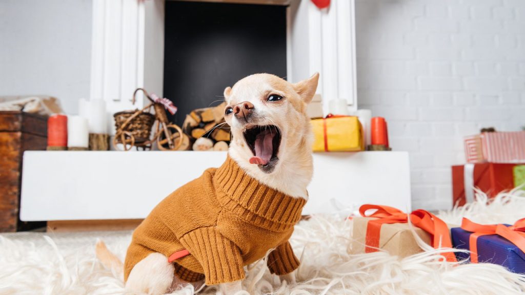 Seu cachorro boceja com você? A ciência explica esse fenômeno