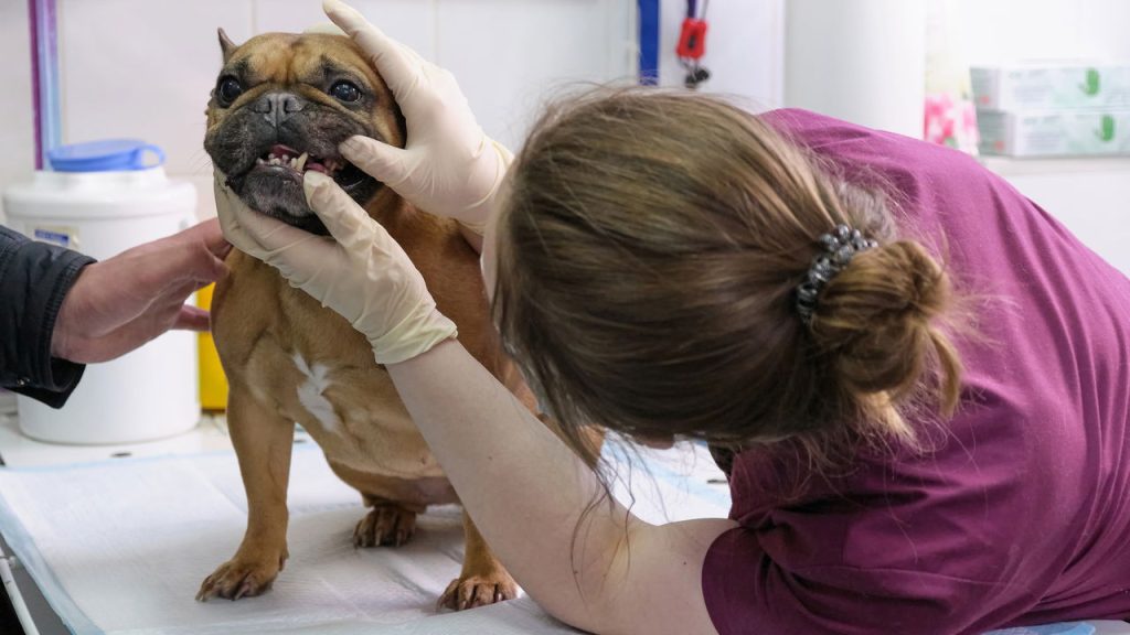 Higiene bucal animal é mais séria do que parece e afeta até o coração