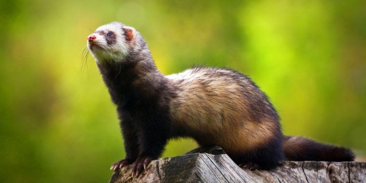 Os 5 pets exóticos mais carinhosos e permitidos no Brasil