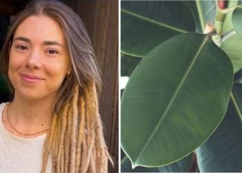 Camilla Lelis, jardineira "3 conselhos para cuidar da sua Ficus"