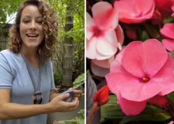 Carol Costa, jardineira "Que flor é essa que tanto usam em parques?"