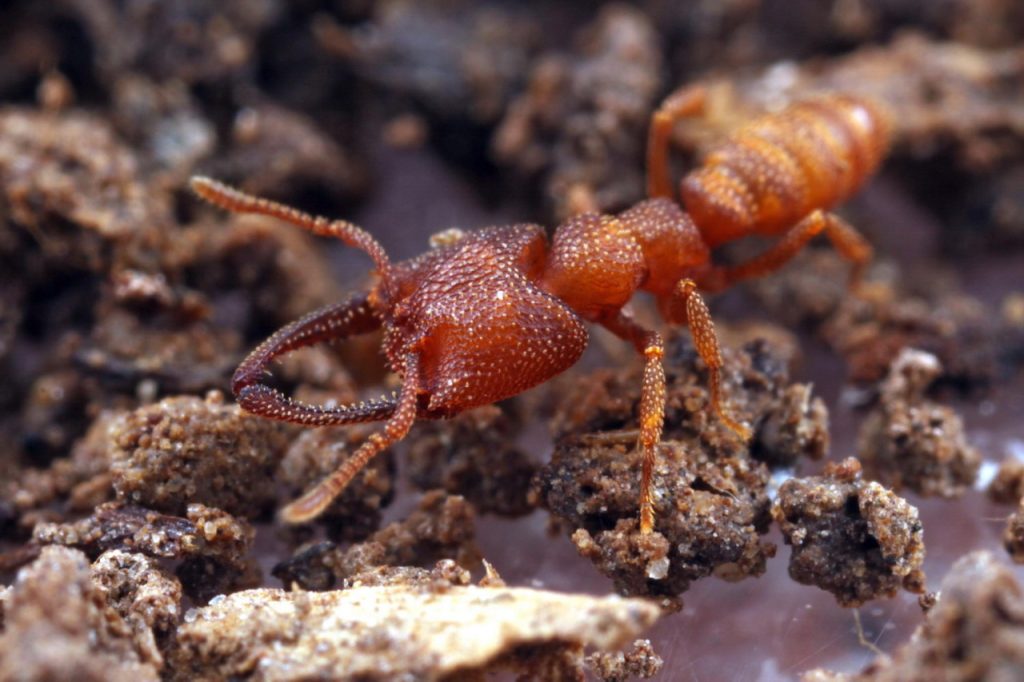 O campeão da velocidade no reino animal cabe na ponta do seu dedo