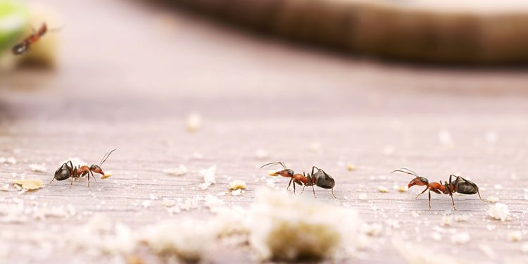 O melhor método caseiro para acabar com formigas em casa