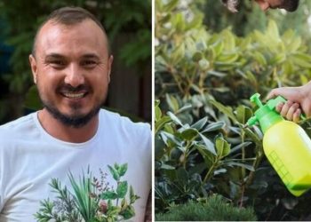 Murilo Soares, jardineiro "Fungicida e bactericida natural"