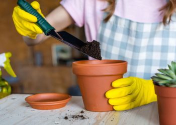 O erro mais comum dos iniciantes que cultivam plantas em casa