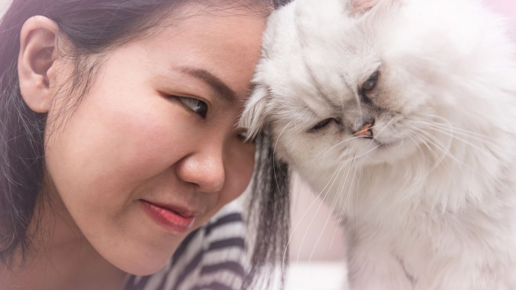 Gatos se comunicam com cauda, olhar e miados: sinais que revelam emoções e ajudam a melhorar a convivência em casa