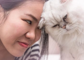 Qual é a melhor forma de chamar o seu gato, segundo especialistas?