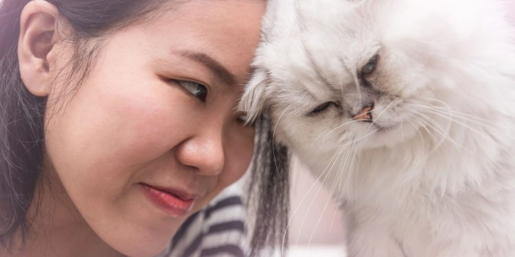 Qual é a melhor forma de chamar o seu gato, segundo especialistas?