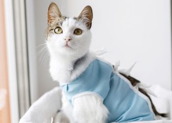 Castração em gatos: após quanto tempo eles ficam mais calmos?