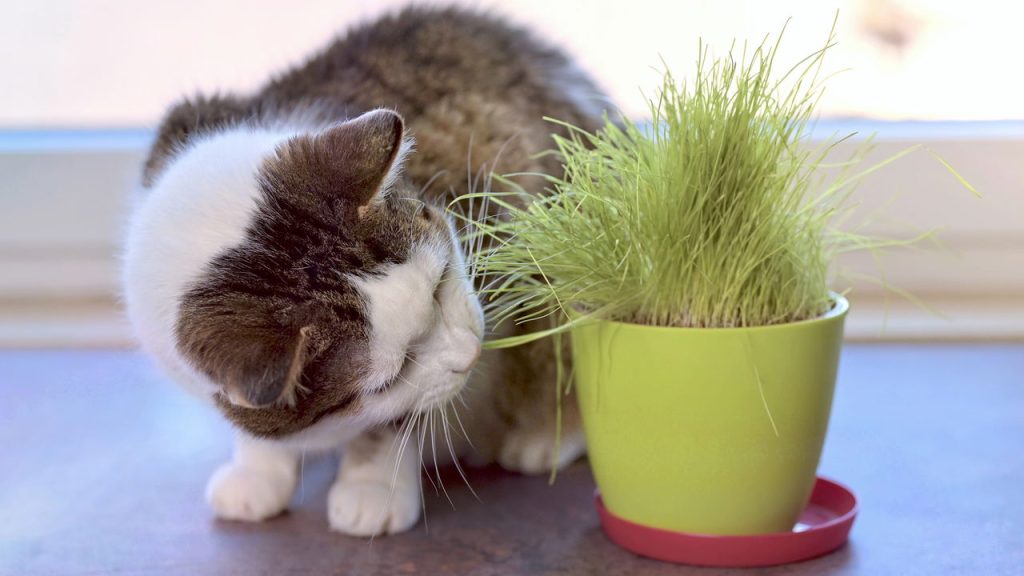 Seu gato parou de comer do nada? Veja o que pode estar acontecendo