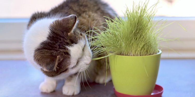 Porque o pelo dos gatos tem listras e manchas, de acordo com a ciência?