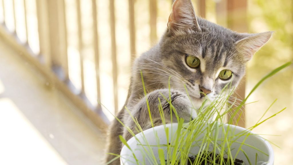 4 benefícios da grama para gatos que você precisa conhecer