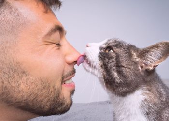 Esses sinais discretos mostram que seu gato ama você