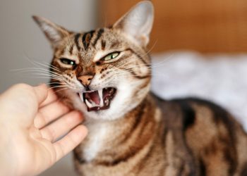Seu gato não gosta quando você o carrega nos braços? A ciência explica o que esse comportamento significa