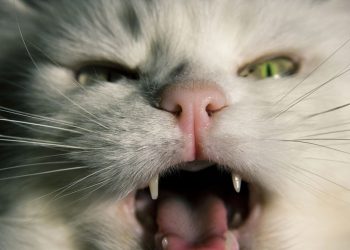 Por que seu gato insiste em acordar você de madrugada?