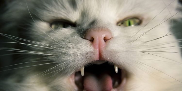 Por que seu gato insiste em acordar você de madrugada?
