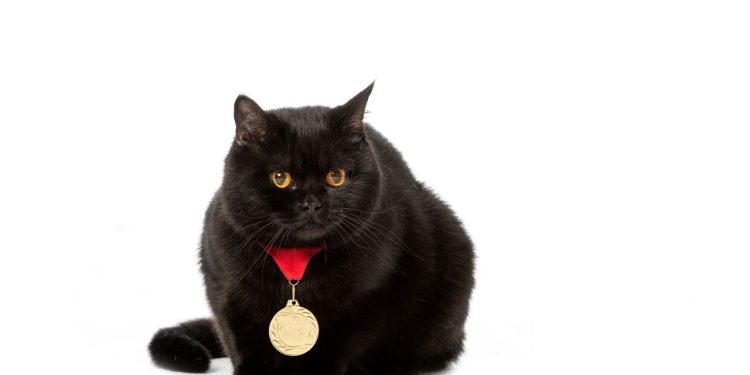 A origem dos gatos pretos e como viraram símbolos de mistério