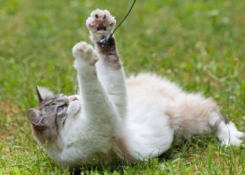 As brincadeiras mais eficazes para deixar seu gato feliz e saudável