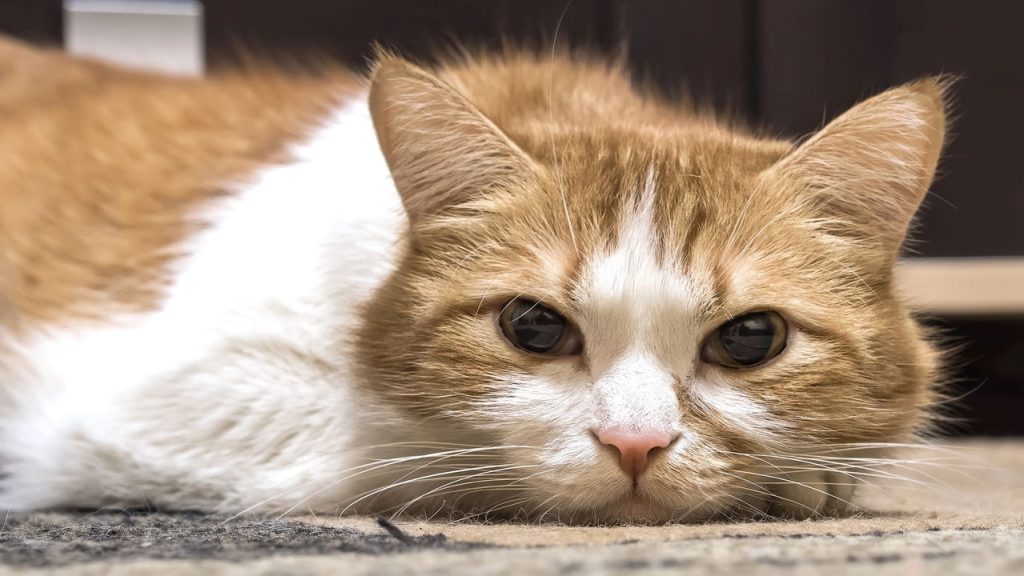 Será que os gatos guardam rancor das pessoas?