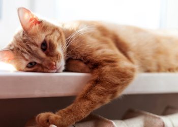 Gato parou de brincar? Veja o motivo mais comum e o que fazer