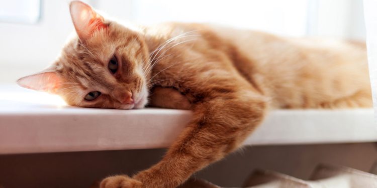 Quem vive com gatos já passou por aquele momento em que o pet fica distante depois de algo que não gostou - Créditos: depositphotos.com / Dashutka161