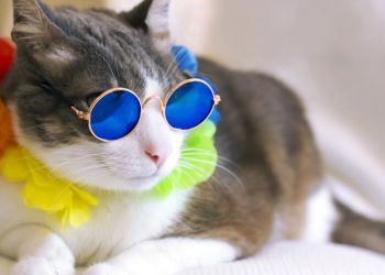 Truques caseiros para refrescar cães e gatos em dias muito quentes