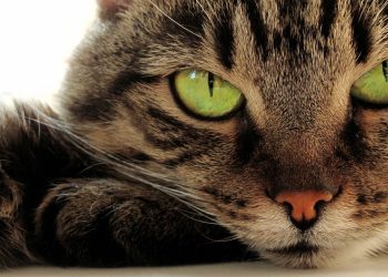 Gatos elegem humanos preferidos e os sinais vão te emocionar