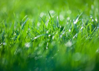 Seu jardim pode ficar lindo e sustentável com essa planta diferente