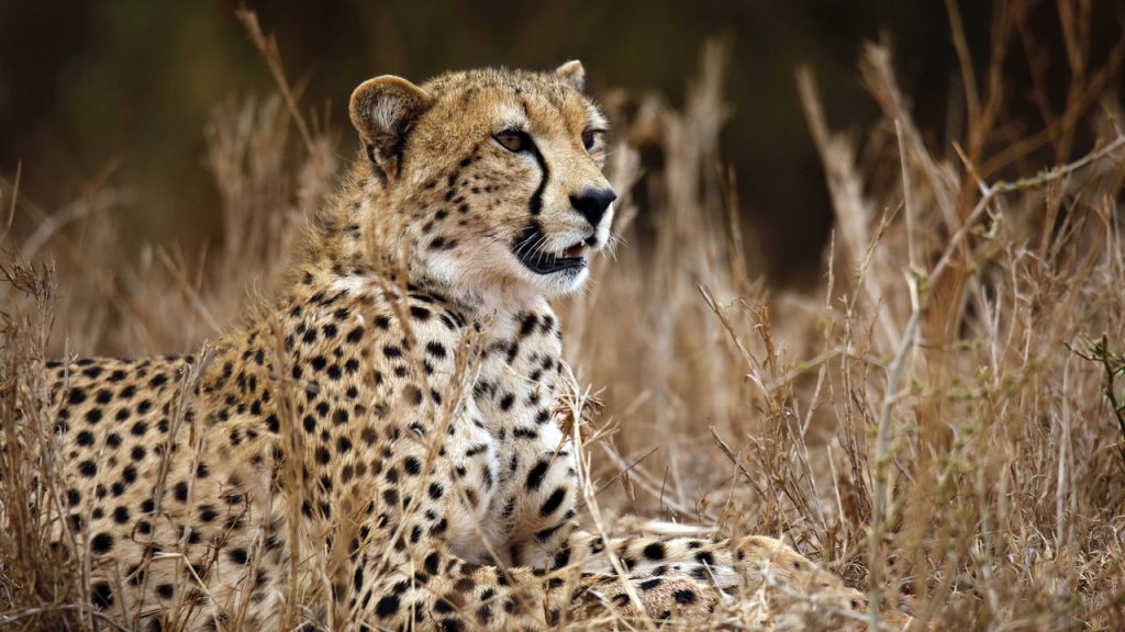 O campeão da velocidade no reino animal cabe na ponta do seu dedo