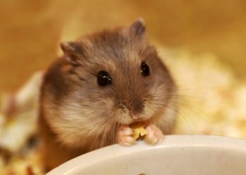 Esse hábito dos hamsters pode parecer bizarro mas tem explicação
