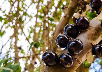 Melhor jeito de plantar jabuticaba no quintal com mais frutos