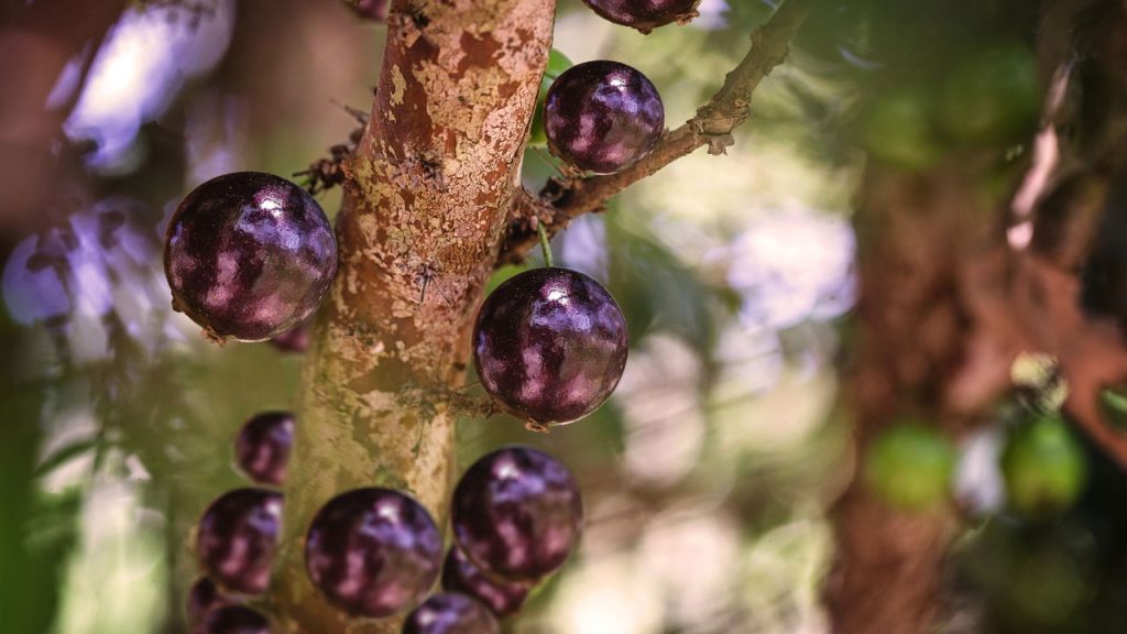 Melhor jeito de plantar jabuticaba no quintal com mais frutos