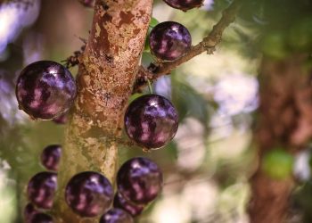 Plantar jabuticabeira em casa fica mais fácil com solo certo e rega equilibrada