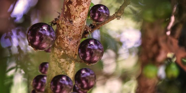 Plantar jabuticabeira em casa fica mais fácil com solo certo e rega equilibrada