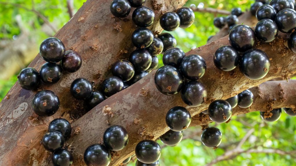 Melhor jeito de plantar jabuticaba no quintal com mais frutos