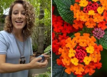 Carol Costa, jardineira "Essa flor melhora a terra ruim"