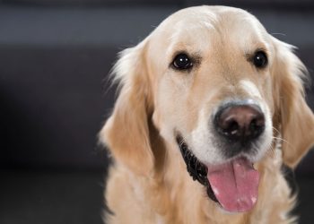As raças de cães mais indicadas para conviver com crianças pequenas
