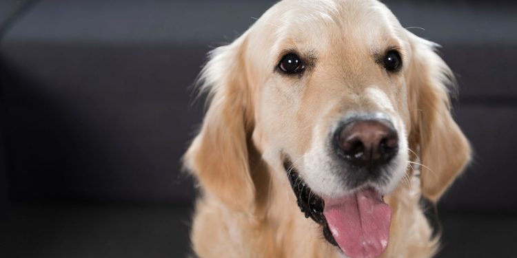 As raças de cães mais indicadas para conviver com crianças pequenas