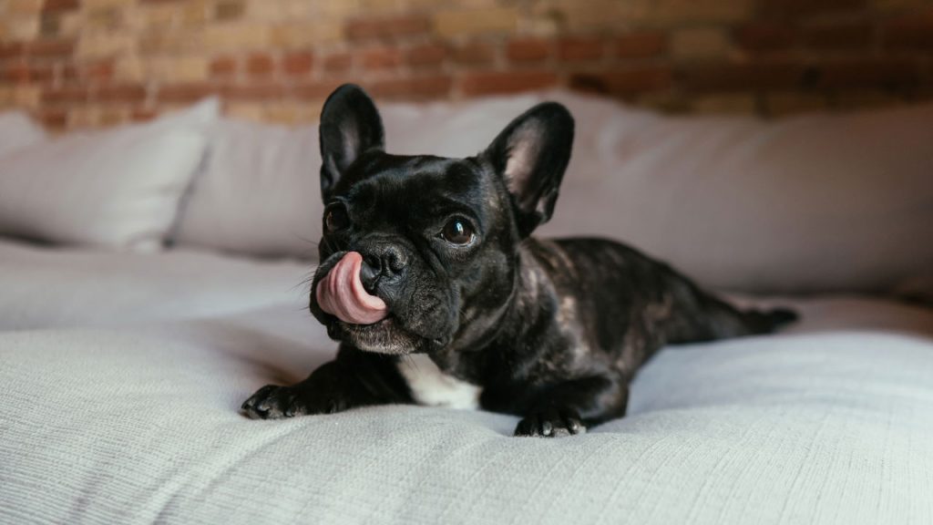 Algo na língua do seu pet pode ser um alerta de saúde grave