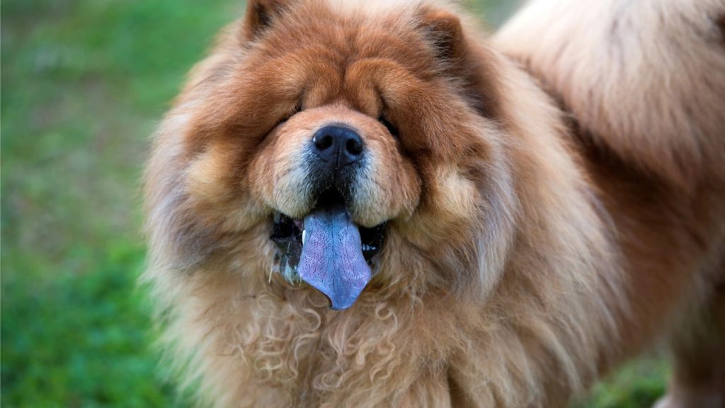 O universo secreto dos pets com pedigree milionário
