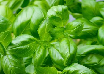 As melhores plantas para cultivar junto com o manjericão