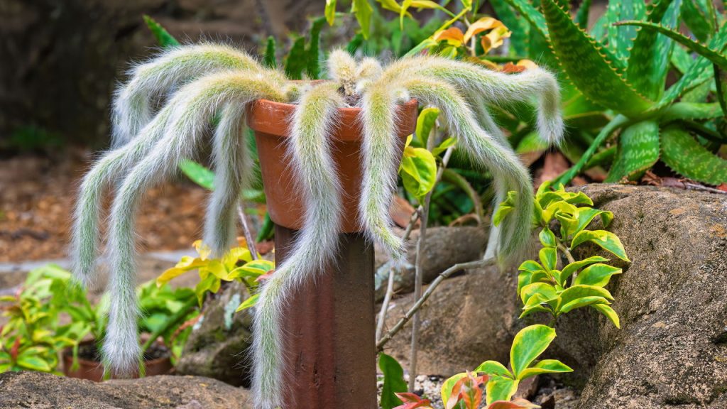 Cactos