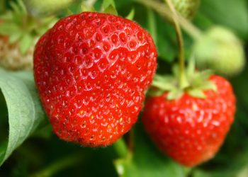 6 alimentos que têm um sabor melhor (e custam menos) quando cultivados em casa